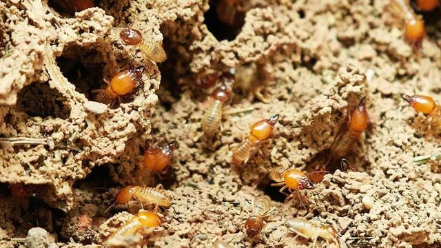 Hal-Hal yang Perlu Dilakukan Saat Jasa Pembasmi Rayap Bertugas