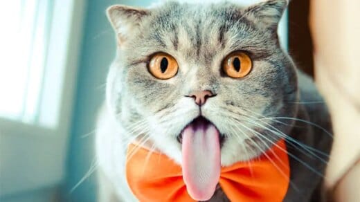 Obat Alami Kucing Tidak Mau Makan Dengan Mudah di Temukan