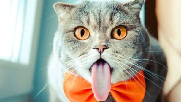 Obat Alami Kucing Tidak Mau Makan Dengan Mudah di Temukan