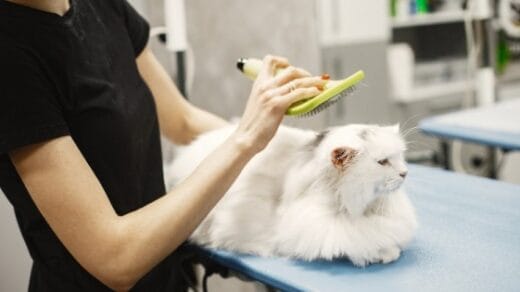 7 Cara Menghilangkan Kutu Kucing dengan Minyak Telon