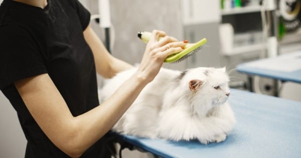 7 Cara Menghilangkan Kutu Kucing dengan Minyak Telon