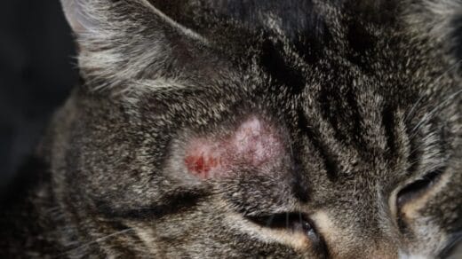 7 Penyebab Jamur pada Kucing Lengkap