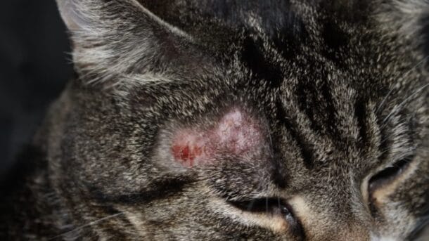 7 Penyebab Jamur pada Kucing Lengkap