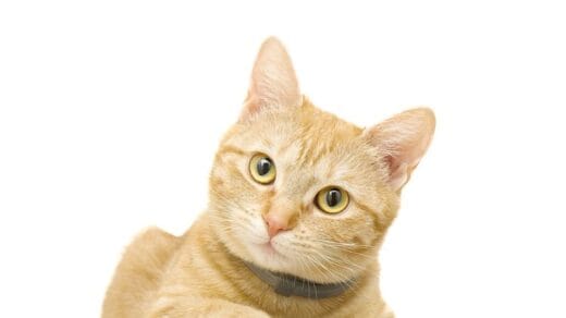 Shampo Kucing Alami Yang Mudah di Dapatkan