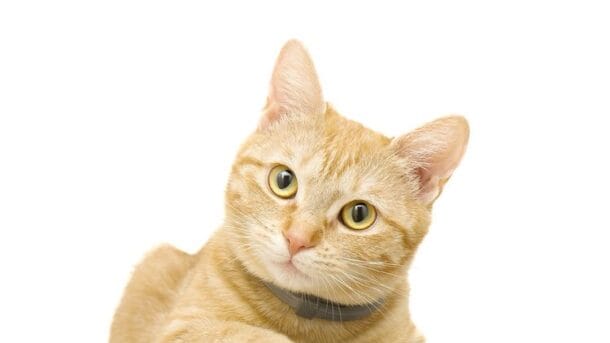 Shampo Kucing Alami Yang Mudah di Dapatkan