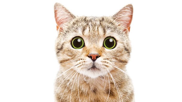 Sampo Kucing yang Bagus