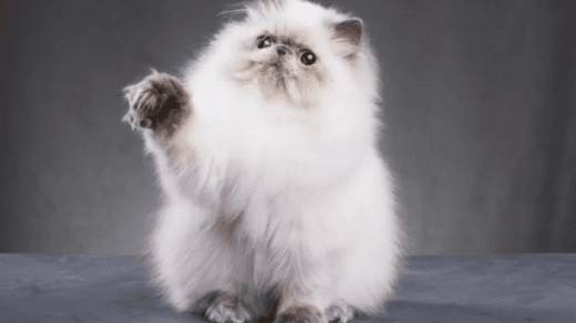 6 Cara Mengobati Scabies Kucing Secara Tradisional