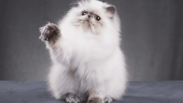 6 Cara Mengobati Scabies Kucing Secara Tradisional