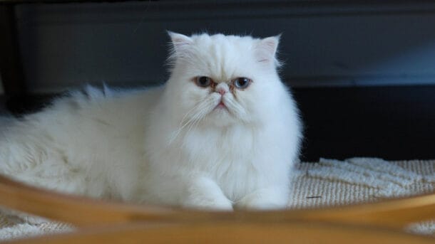 6 Cara Mengatasi Kucing Tidak Mau Makan Lengkap