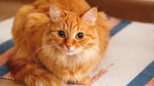 7 Ciri Ciri Kucing Mixdom Terbaru
