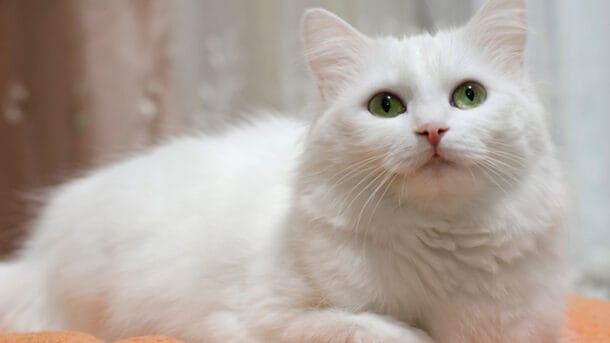 5 Cara Menghilangkan Kutu Kucing Terbaru